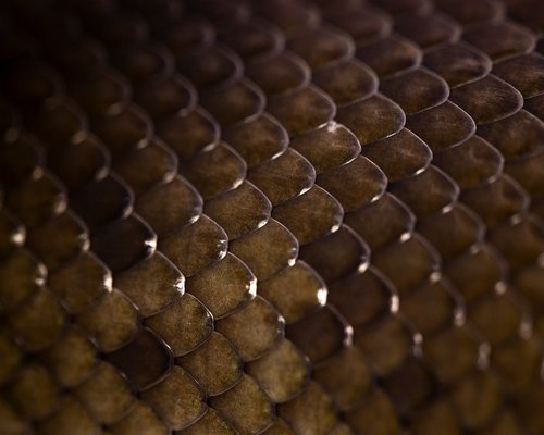 Salak fruits with their distinct scaly skin